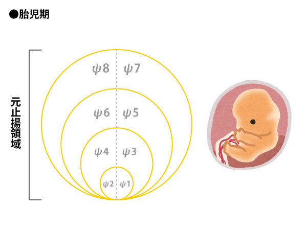 胎児期の元止揚領域